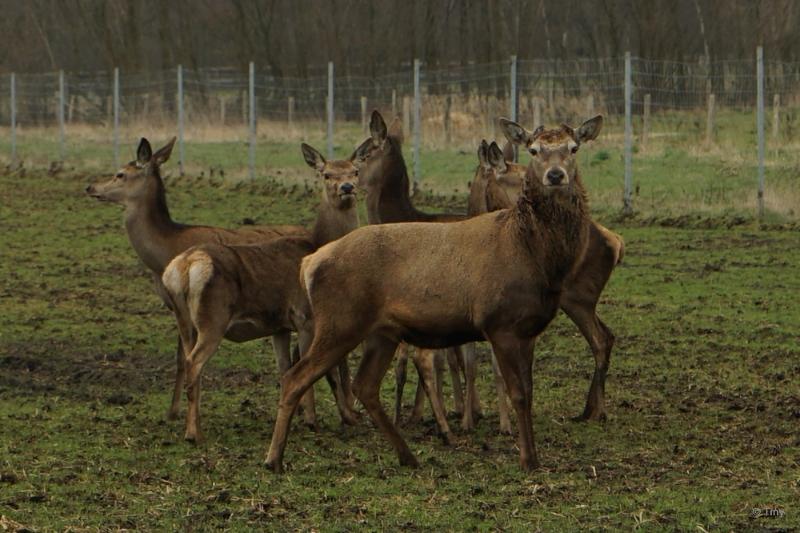 bdHerten in Helenaveen.JPG - Allerlei